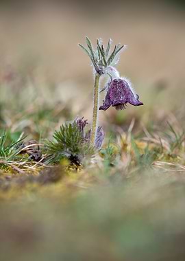 Purple Pasque Flower