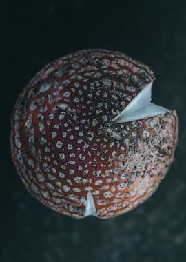 Red Mushroom Close-Up