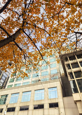 Autumn Leaves Over City Building