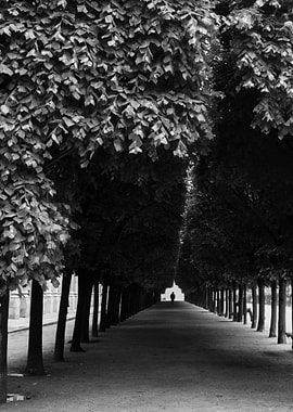 Tree-Lined Path in Paris