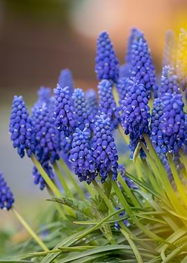 Grape Hyacinth Flowers