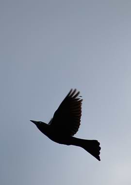 Soaring Flight