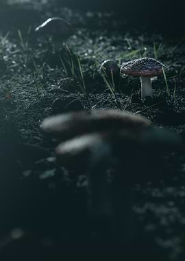Mushrooms in Forest