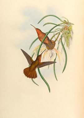 Vintage Hummingbird Grypus Spixi Illustration