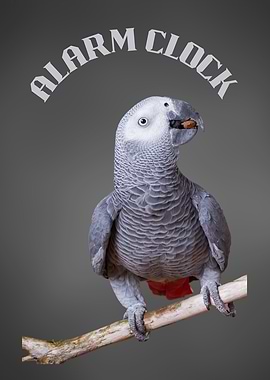 Grey Parrot Alarm Clock