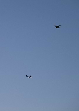 Airplane and Bird in Sky