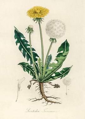 Dandelion Botanical Illustration