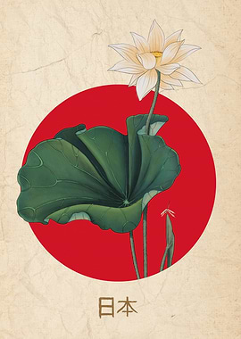 Japanese Lotus Flower