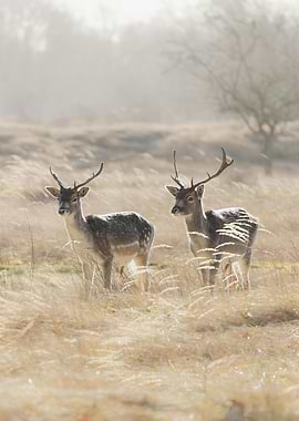 Two Deer in a Field