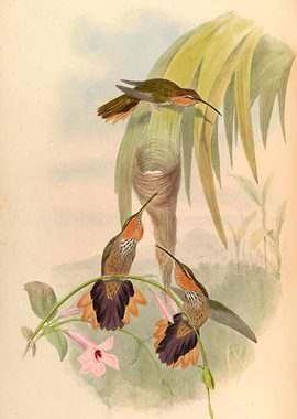 Vintage Hummingbird Grypus Naevius Illustration
