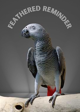 Feathered Reminder Parrot
