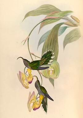 Vintage Eutoxeres Aquila Hummingbirds