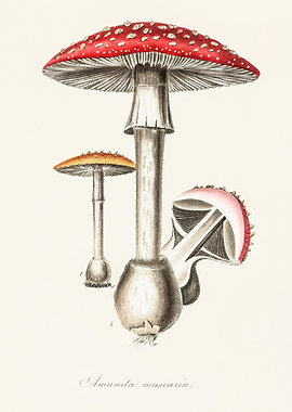 Amanita Muscaria Illustration