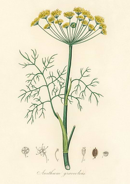 Dill Botanical Illustration