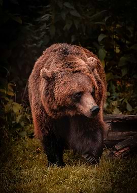 Brown Bear in Forest