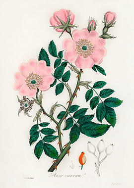 Dog Rose Botanical Illustration