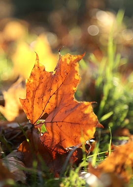 Autumn Leaf Close-Up