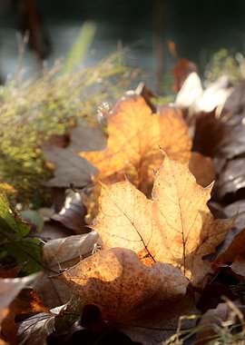 Autumn Leaves Close-Up