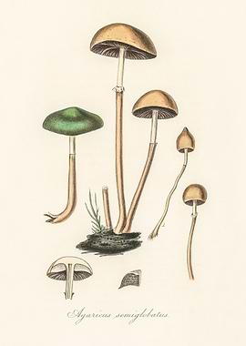 Agaricus Semiglobatus Illustration