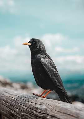 Black Bird on Log