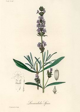 Lavender Spica Botanical Illustration