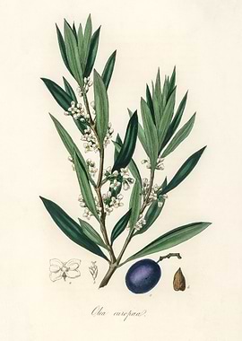 Olive Branch Illustration