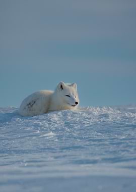 Arctic Fox in Snow