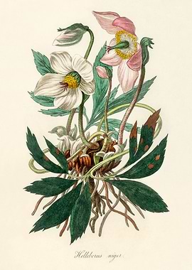 Helleborus Niger Illustration