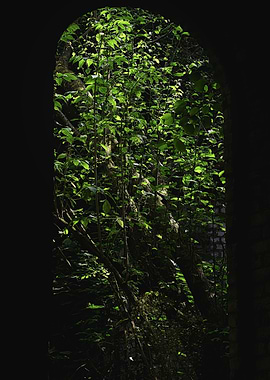 Green Foliage Through Archway
