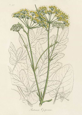 Botanical Illustration of a Plant