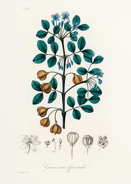 Guaiacum officinale Botanical Illustration