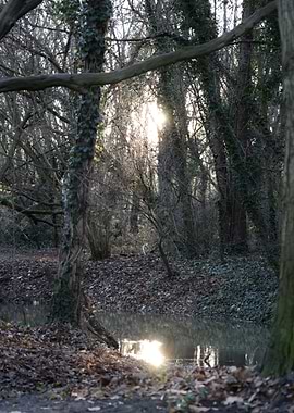 Sunlit Forest Stream