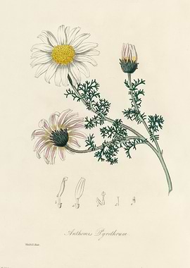 Anthemis Pyrethrum Illustration