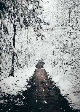 Snowy Forest Path