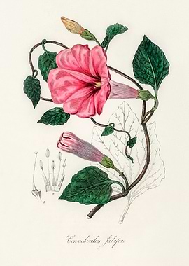 Pink Flower Illustration