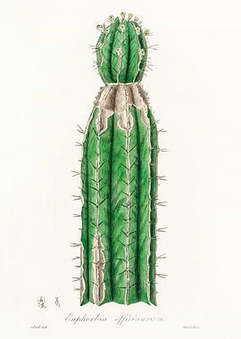 Euphorbia Officinarum Cactus
