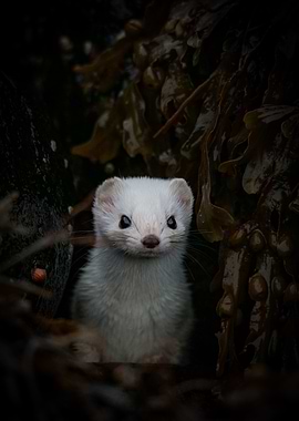 White Stoat