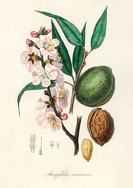 Almond Tree Illustration