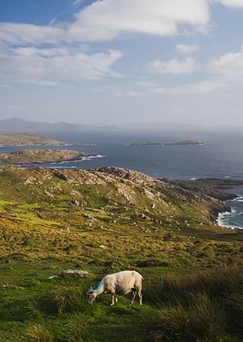 Ring of Kerry - Ireland - Sheep Grazing by the Sea