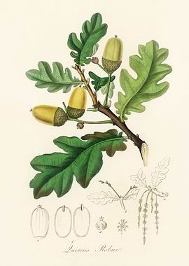 Oak Tree Branch with Acorns