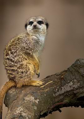 Meerkat on Branch