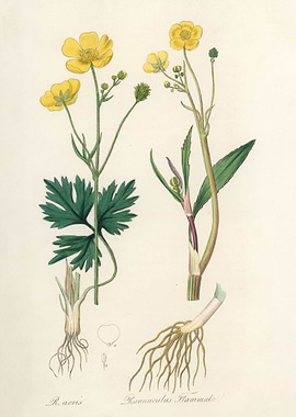 Botanical Illustration of Ranunculus
