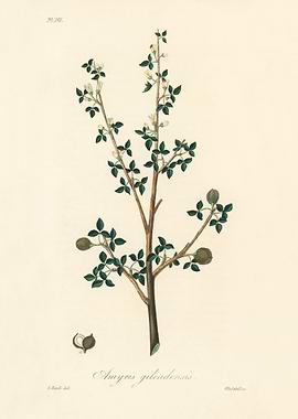 Botanical Illustration of Amyris Gileadensis