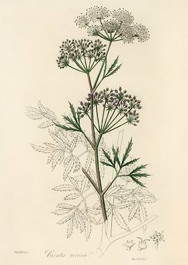 Cicuta virosa Illustration