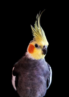 Cockatiel Portrait