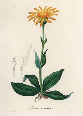 Arnica Montana Botanical Illustration