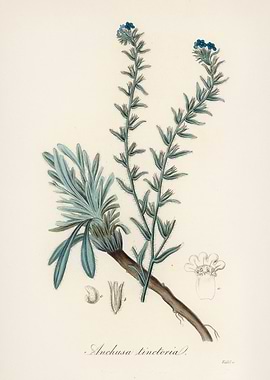 Alkanet Flower Illustration