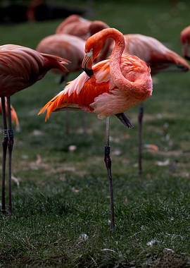 Pink Flamingo Preening