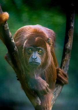 Red Howler Monkey
