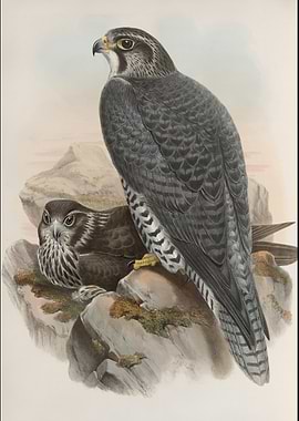 Peregrine Falcon Illustration